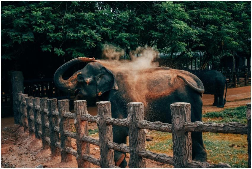 An elephant joyfully tosses dust in its enclosure,