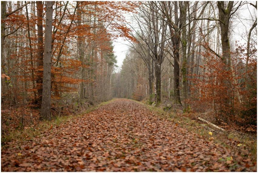 Tranquil forest path covered in fallen autumn leav