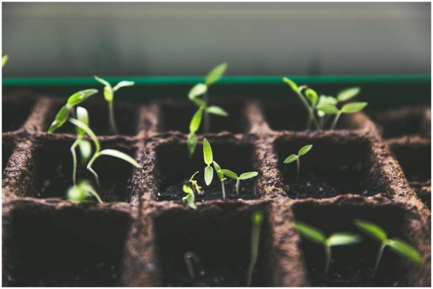 Close-up of green sprouts emerging from soil in se