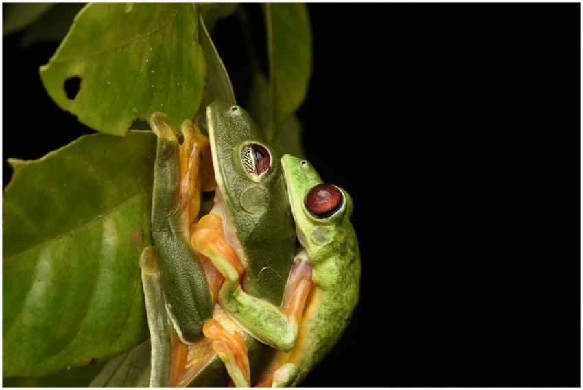 Close-up of Red-Eyed Tree Frogs mating on a leaf i