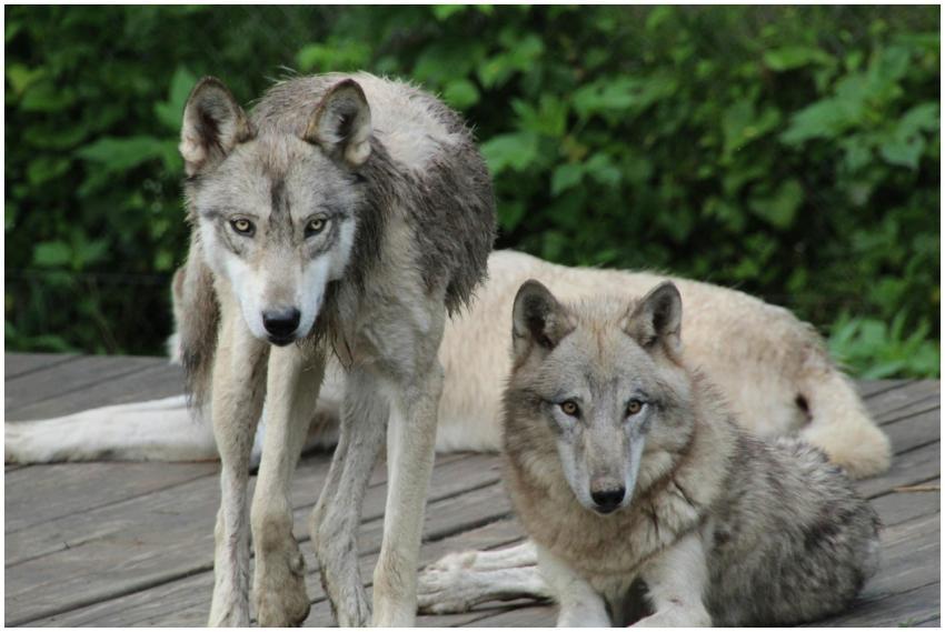 Close-up of two gray wolves relaxing outdoors on a