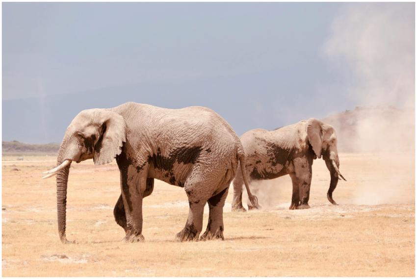 Two African elephants wander the dusty plains of t
