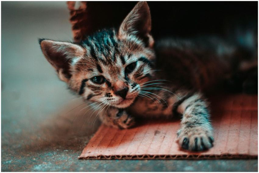 Close-up of a cute tabby kitten lying on cardboard