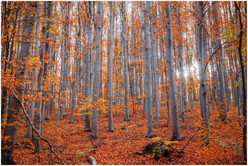 Capture of a serene forest with tall trees and vib