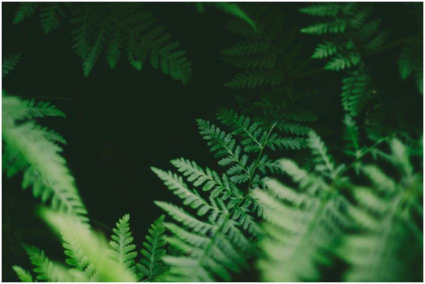 Close-up of vibrant green fern leaves in a dense f