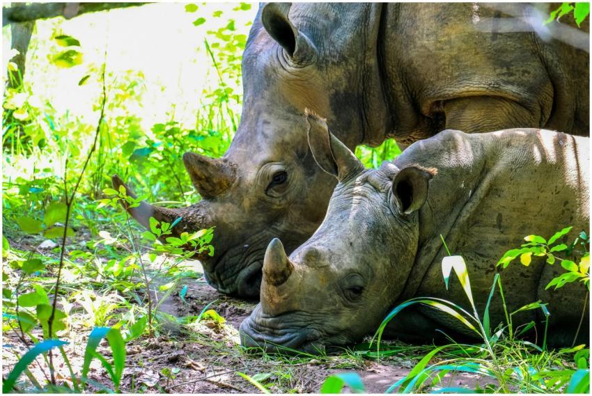 Close-up of two rhinos resting amid green foliage,