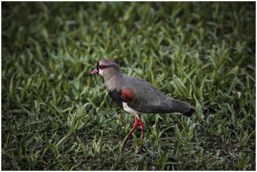 Southern Lapwing (Vanellus chilensis) on green gra