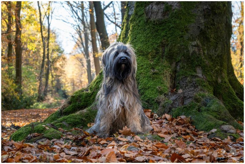Free stock photo of dog, tibetan, tibetan terrier