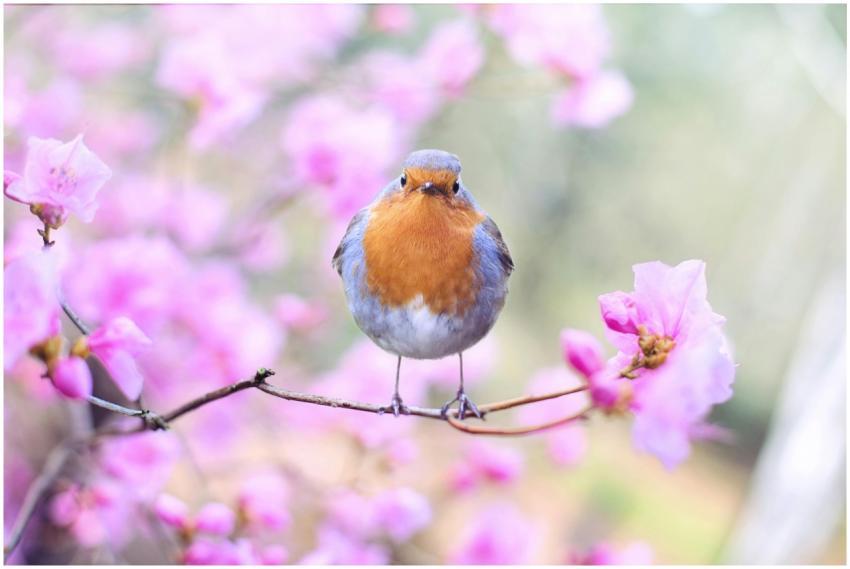 A vibrant European robin perched on a cherry bloss