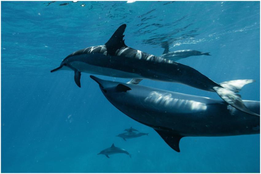 A captivating underwater view of dolphins swimming