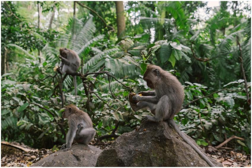 A serene scene of macaque monkeys interacting amon