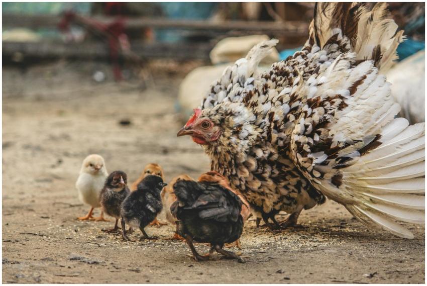 A mother hen and her chicks pecking on the ground
