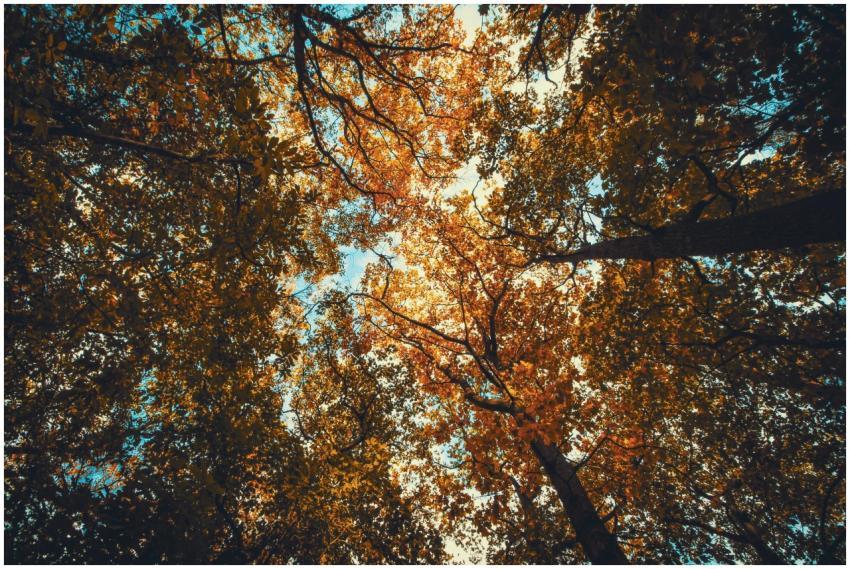 Stunning low angle view of colorful autumn leaves