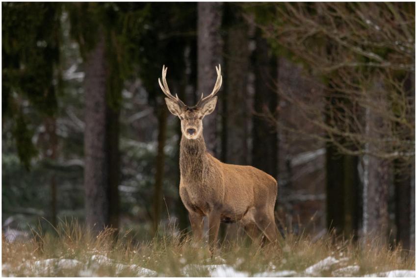 A deer with antlers stands proudly in a snowy fore