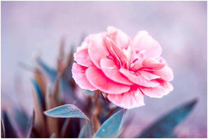 A beautiful close-up of a vibrant pink carnation f