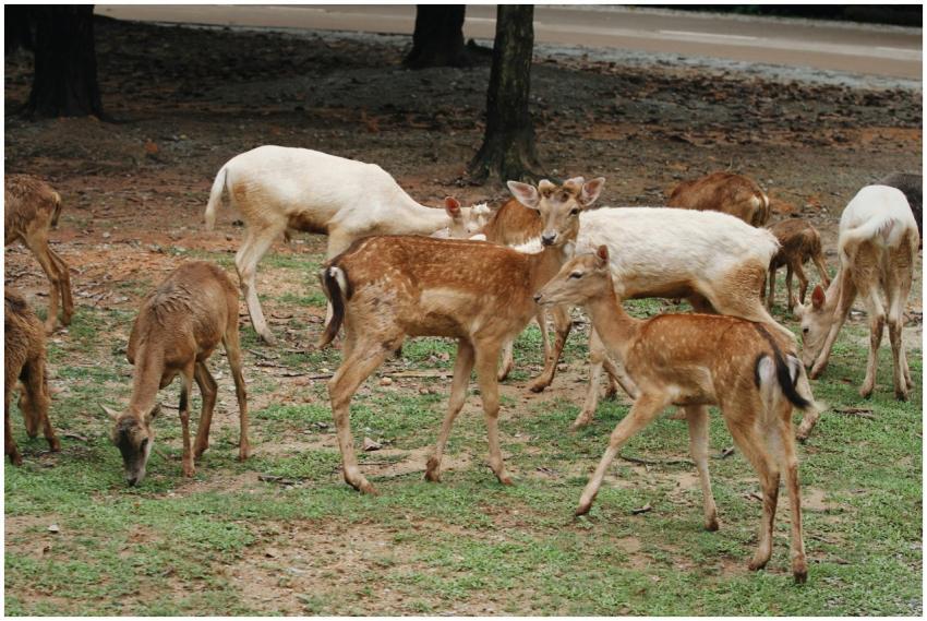 A herd of deer grazing on grass in a forested area