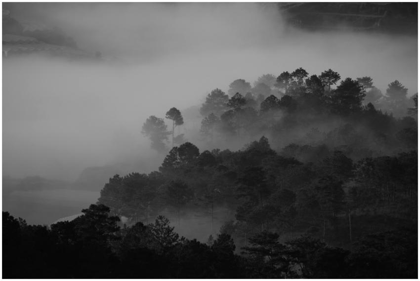 Explore this black and white photo of a misty fore
