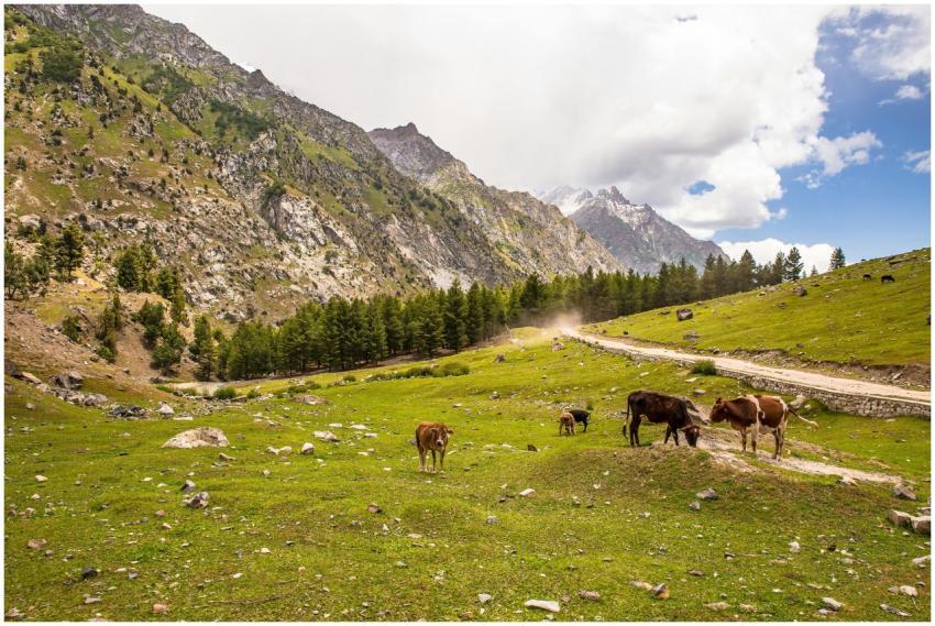 Grazing cows in a picturesque mountainous landscap
