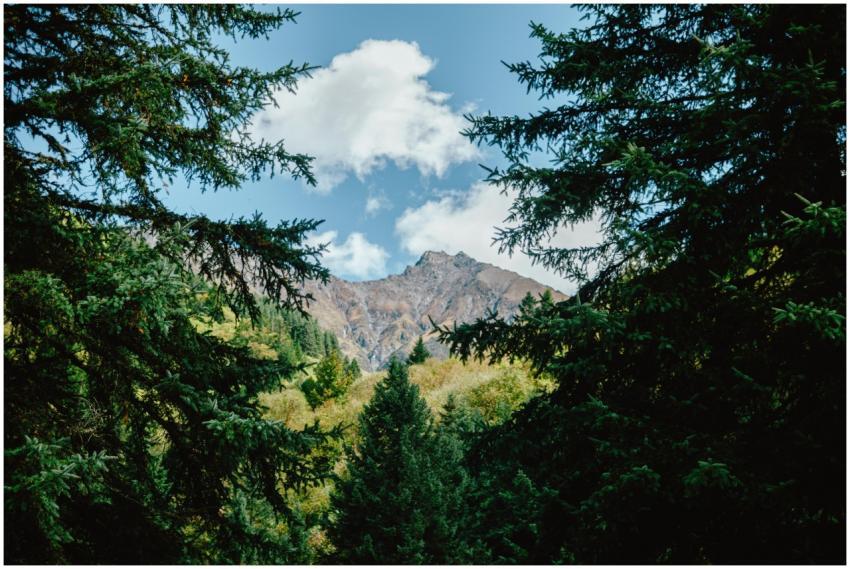 Scenic mountain view through lush evergreen forest