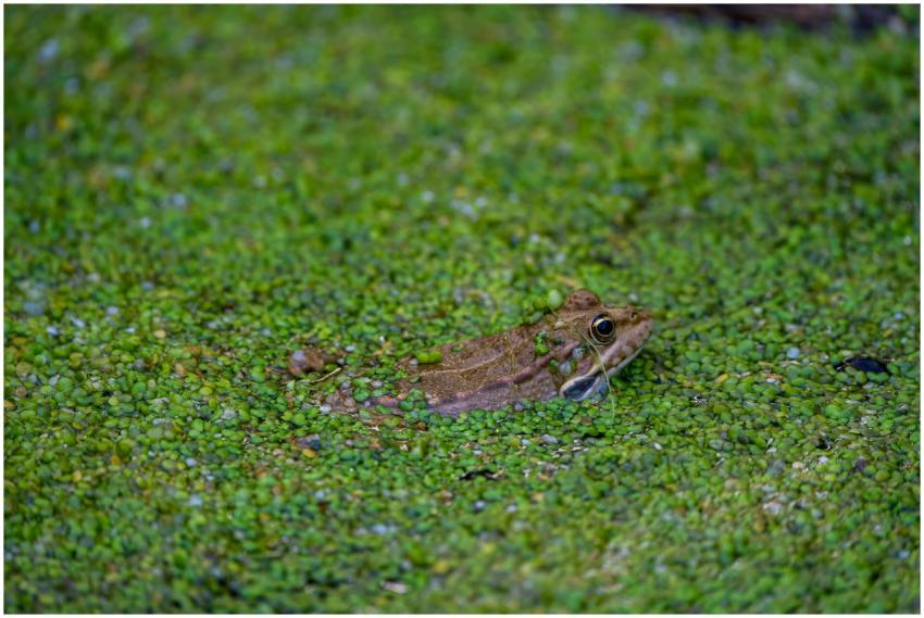 A frog blends seamlessly among green algae in Band