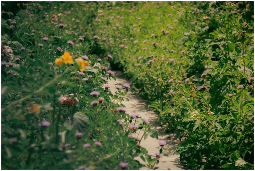 A lush garden pathway lined with vibrant wildflowe