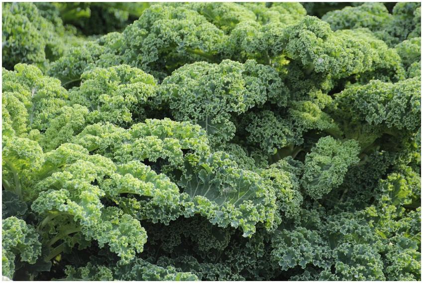 A vibrant close-up of fresh, green curly kale leav