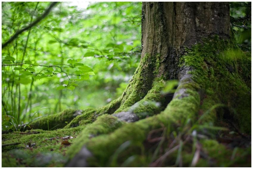 Close-up of a moss-covered tree trunk in a vibrant