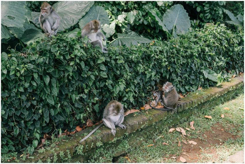 A group of monkeys interacting in a lush jungle se