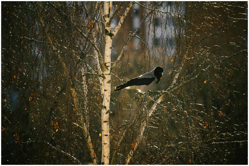 Free stock photo of autumn, autumn vibes, backgrou