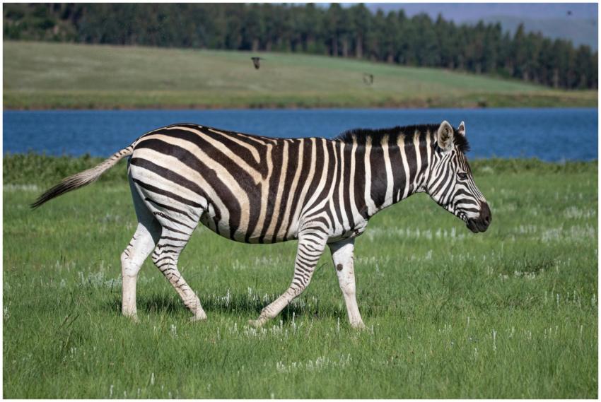 A zebra walks through lush grasslands near a seren