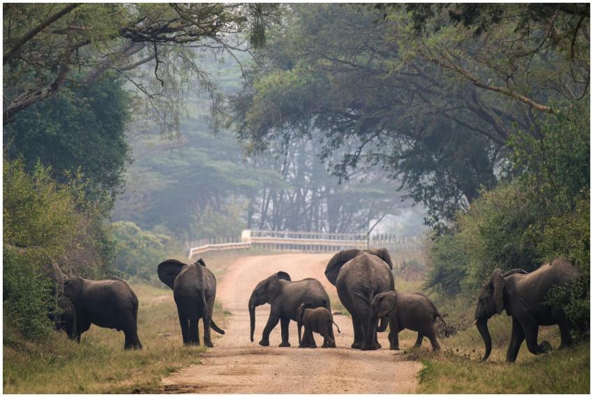 African elephants calmly crossing a dirt road surr