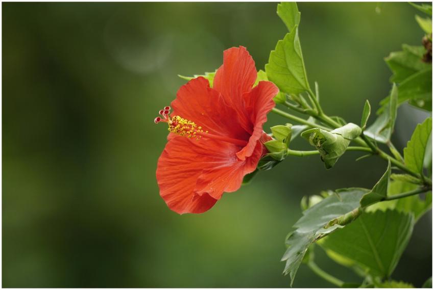 A stunning red Chinese hibiscus flower with lush g