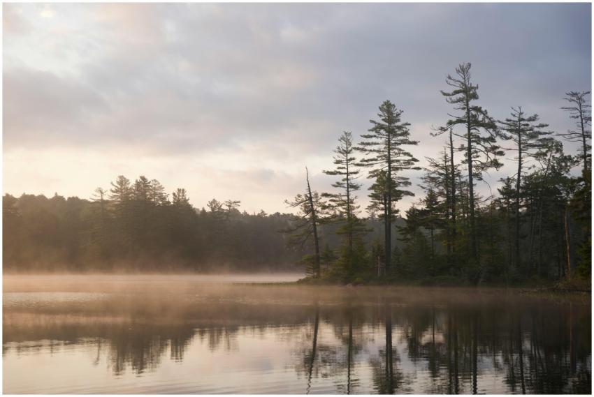 Serene misty forest and lake view reflecting trees
