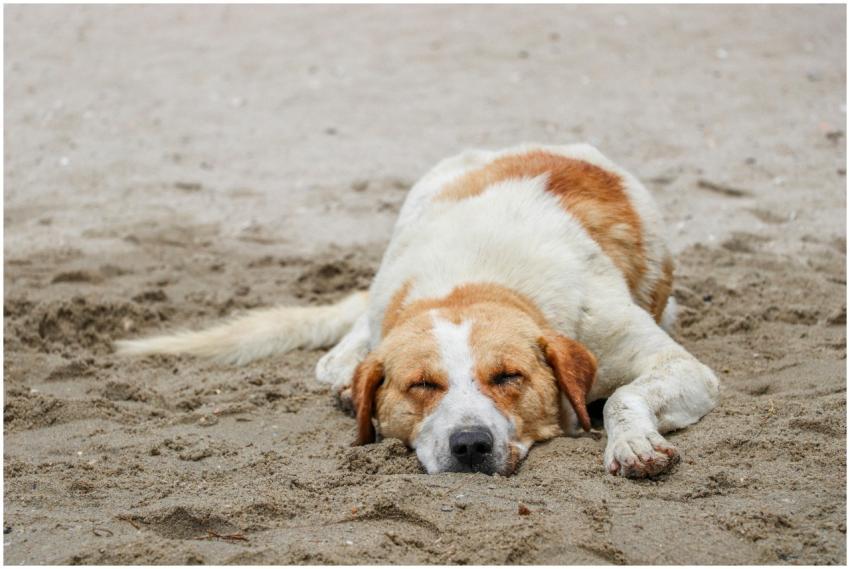 A dog peacefully sleeping on a sandy beach, embody