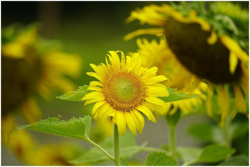 Close-up of a blooming sunflower with vibrant yell