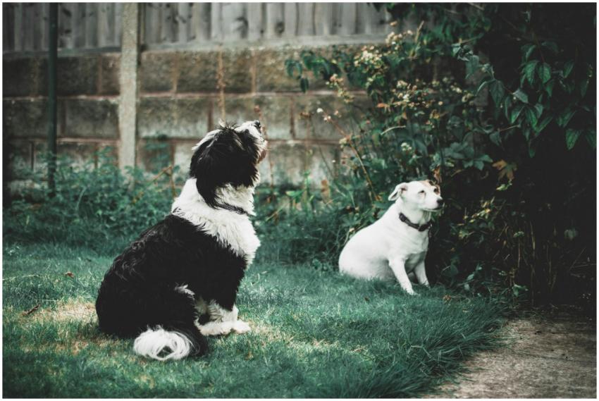 Two dogs sitting on grass outdoors, one black and