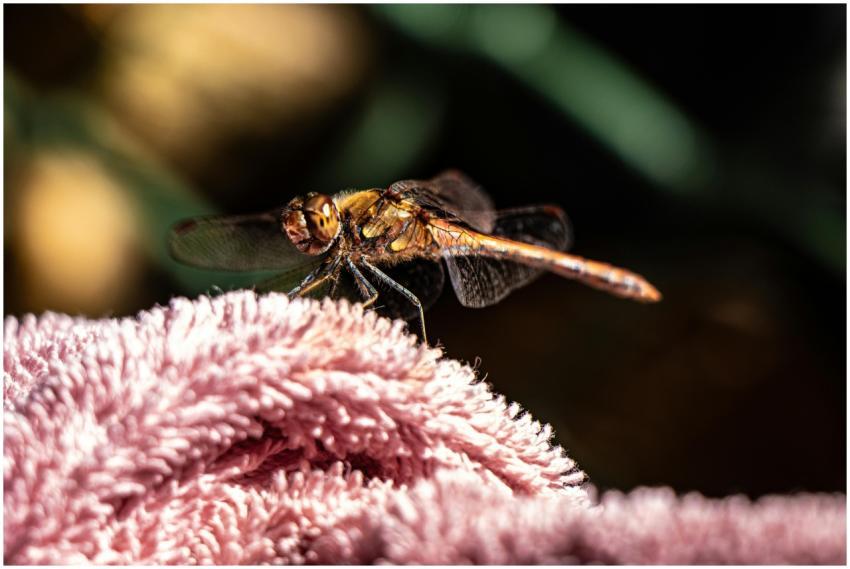 Detailed close-up of a dragonfly resting on a soft