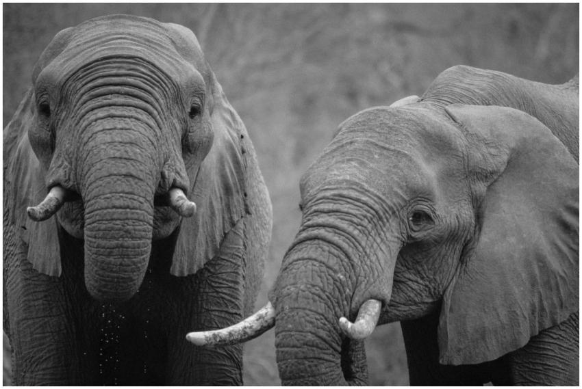 Two African elephants in a striking black and whit