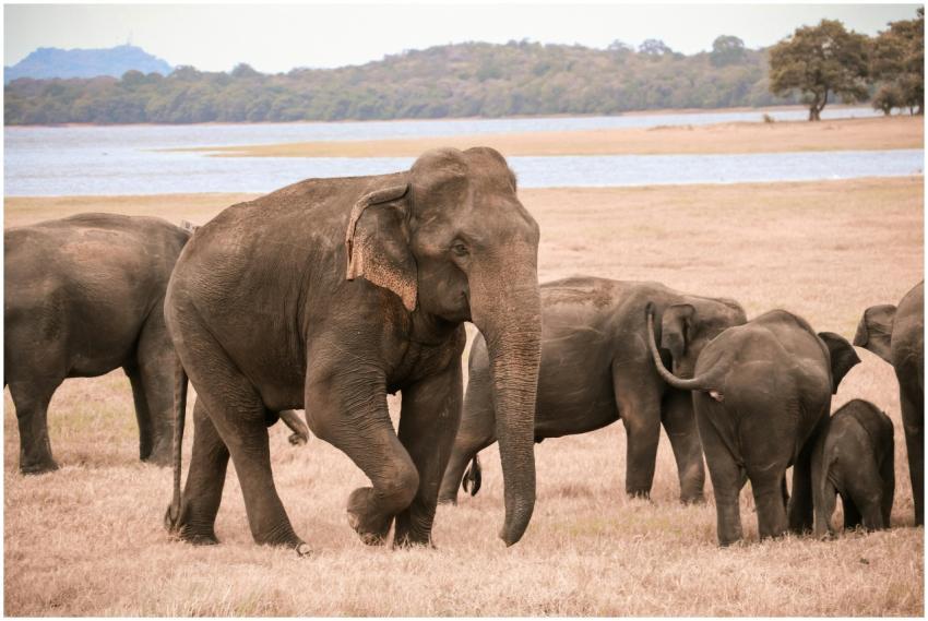 Asian elephant herd grazes near a serene Sri Lanka