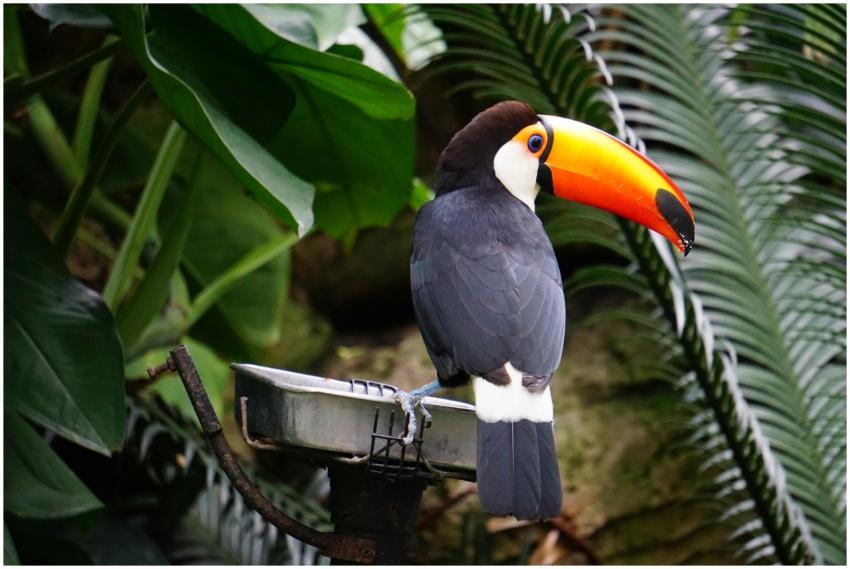 Close-up of a toco toucan perched amidst lush gree