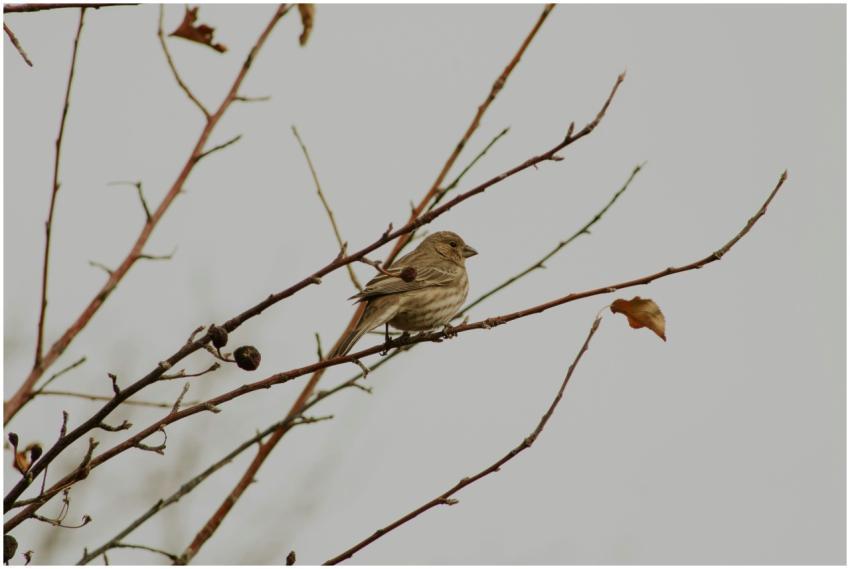 House Finch Perched Leafless