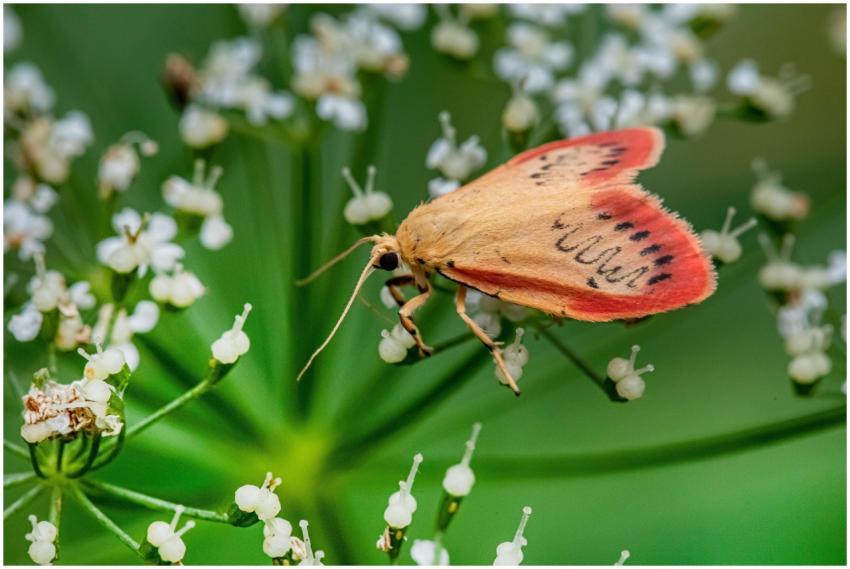 Detailed macro shot of a colorful moth pollinating