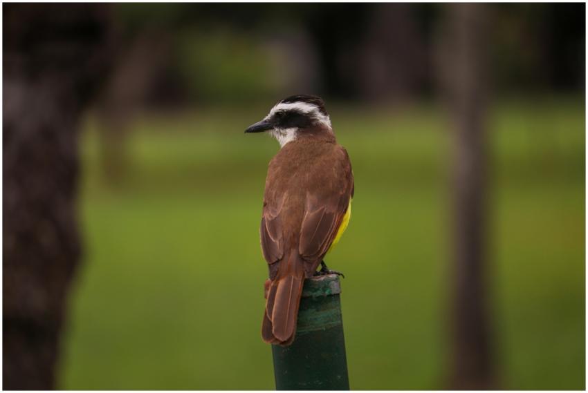 Great Kiskadee Bird Perched