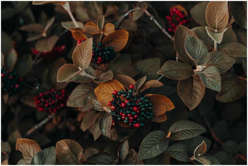 Close-up of autumn leaves and colorful berries, cr