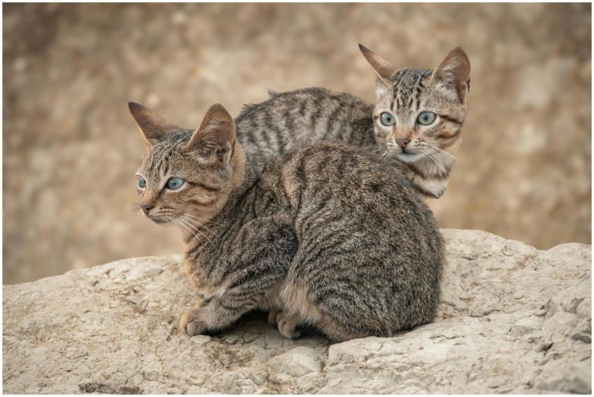 Two adorable tabby cats resting on rocks, showcasi