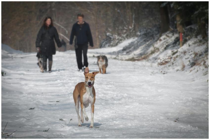 Two people and three dogs walking in a snowy fores
