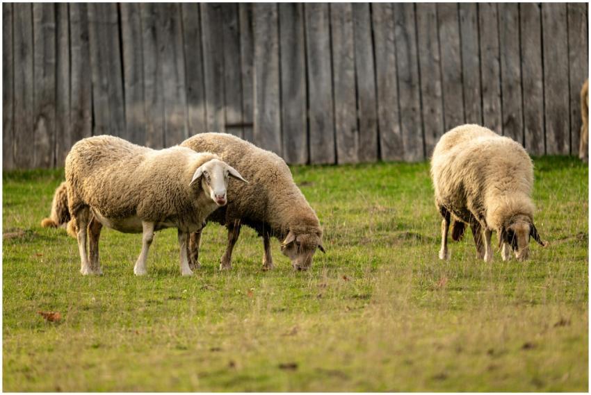 Grazing Sheep Rural Podgaric