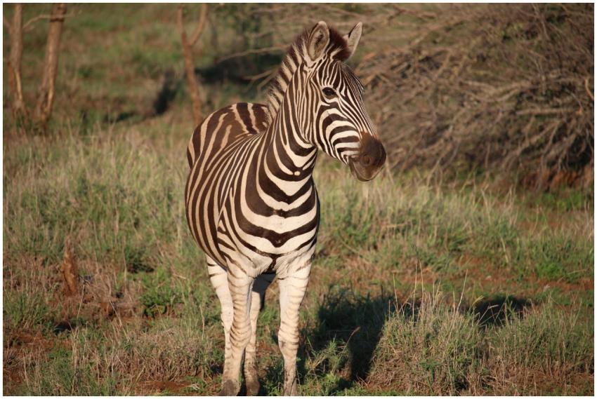A close-up of a zebra standing gracefully in a gra