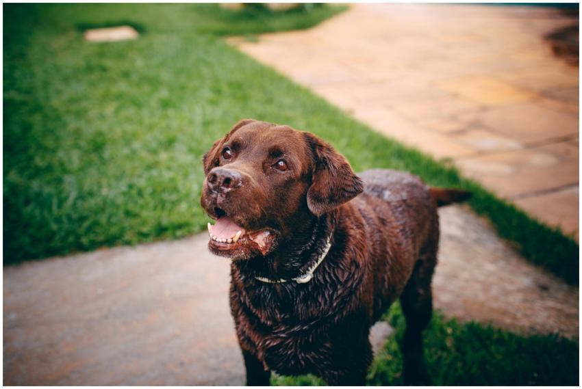 A cheerful brown Labrador Retriever standing outdo