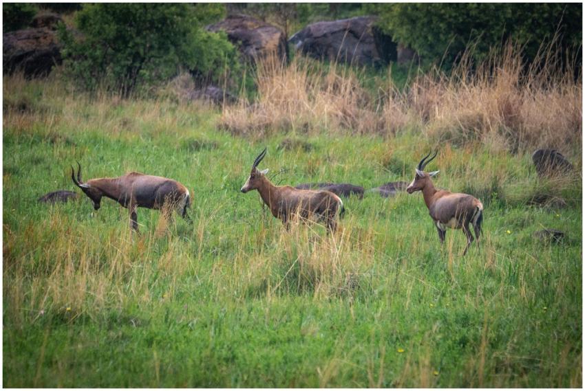 Three antelopes grazing in a green grassy field, c